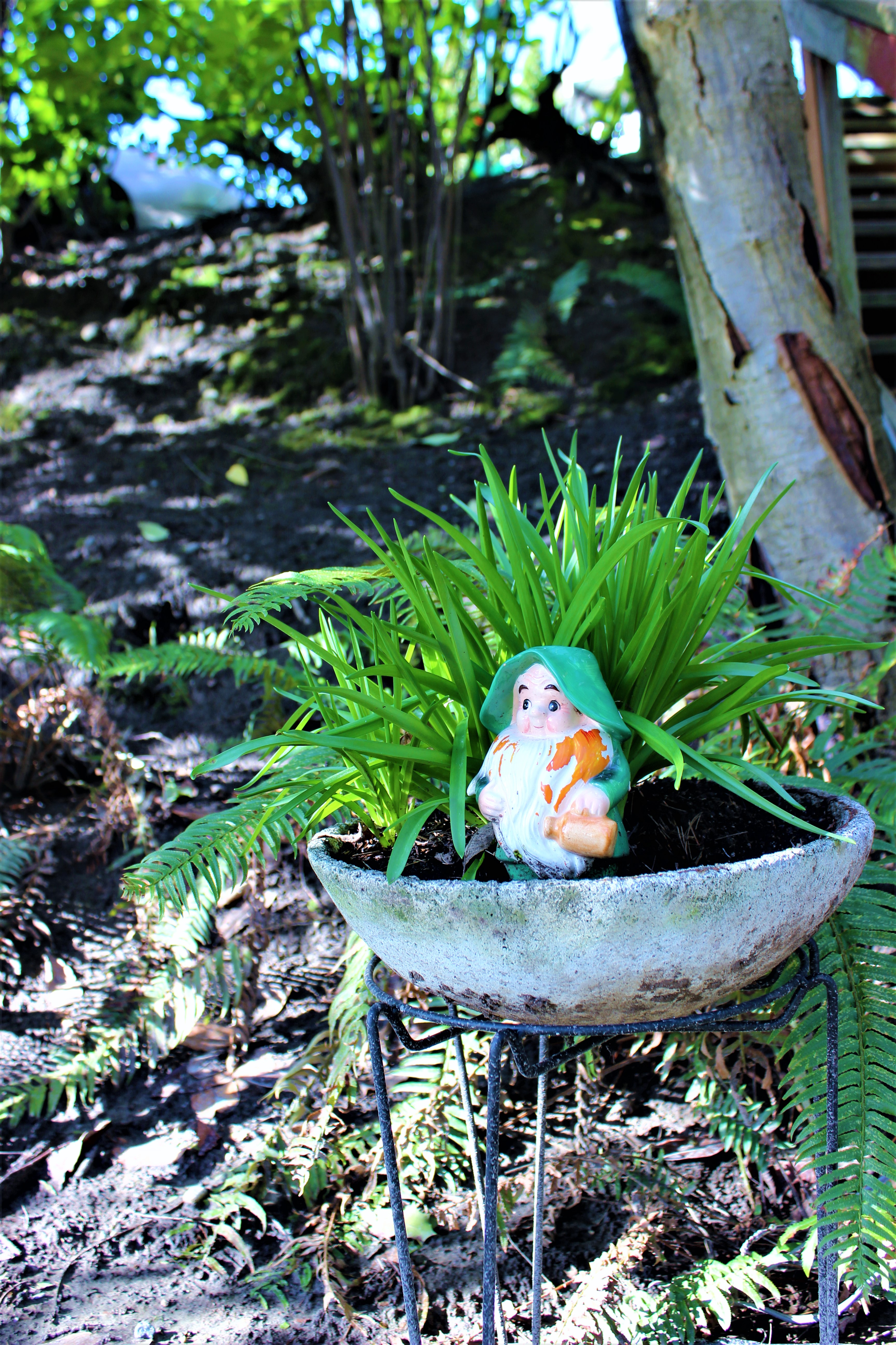 Mr. Pipps, the wee gnome, and the concrete planter were both partially buried in an overgrown garden (at an estate sale). When I expressed an interest, they just told me to dig it out and take it. So I did, flowers and all.